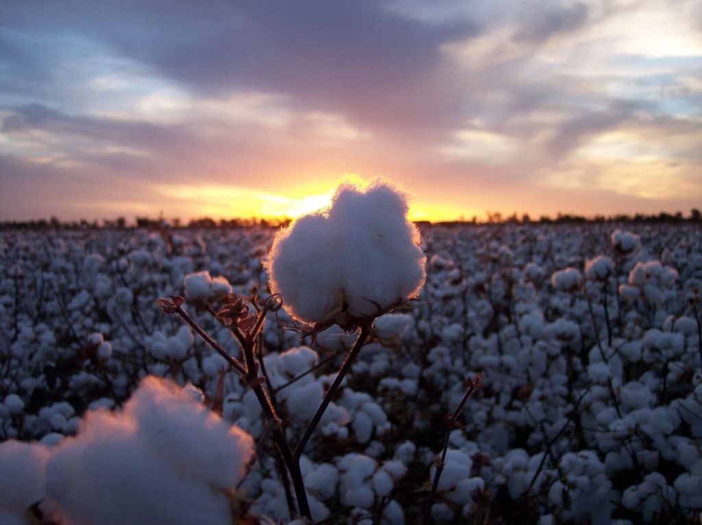 mike_carberry_courtesy_of_cotton_australia